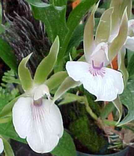 Menadenium labiosum